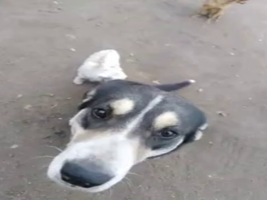 Собака спасла козлёнка в Калганском районе  Забайкальского края